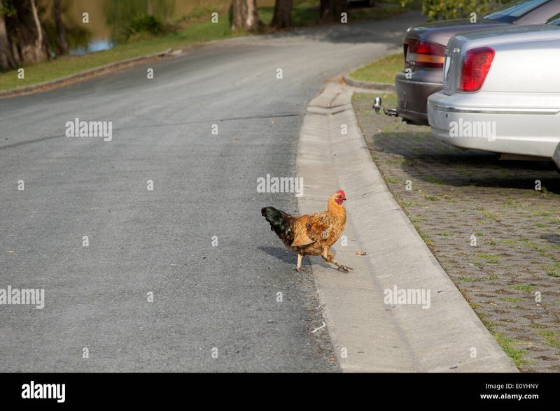 Learn about chicken road